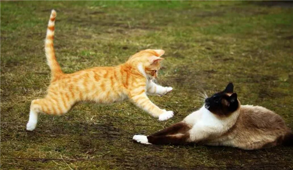 猫咪咬人还不亲人为什么还咬人 猫咪咬人还不亲人为什么还咬人