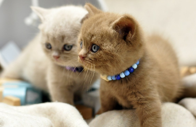 关于猫绝育 我后悔了