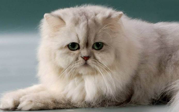 波斯猫多少钱一只?想养的人看过来 波斯猫多少钱一只?想养的人看过来