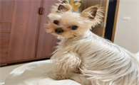 如何看约克夏纯不纯？看看这篇纯种鉴定攻略