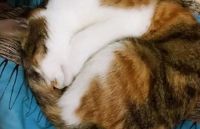 猫咪睡觉为啥屁股朝着脸