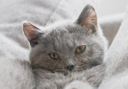猫咪拉完粑粑有血怎么办