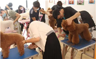 全国前十宠物美容学校