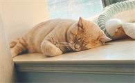 猫咪为什么喜欢小角落睡觉呢