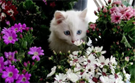 养猫家里可以养的花