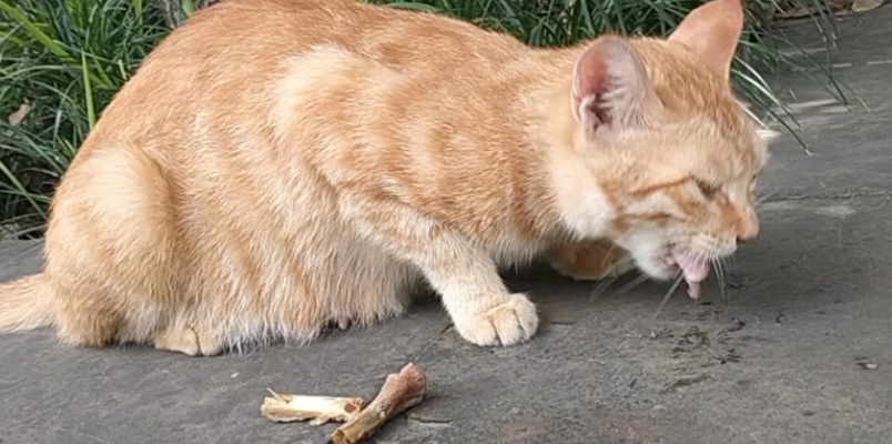 猫咪能不能啃骨头