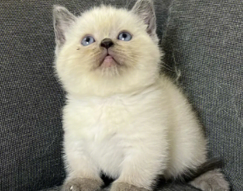 重点色短毛猫太调皮怎么办？一文告诉你！