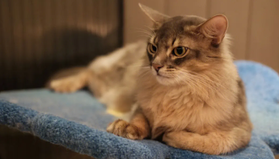 看这里，来了解怎么治疗索马里猫幽门阻塞？