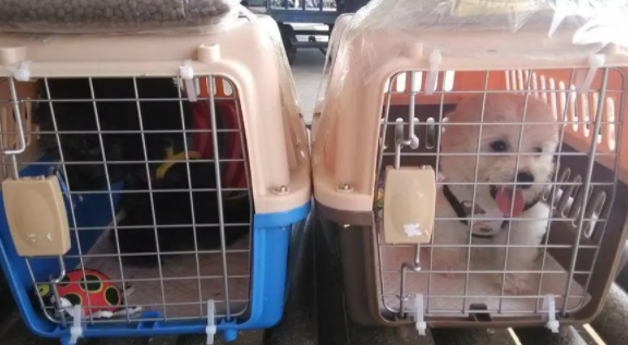 宠物托运大概要多少钱轿车