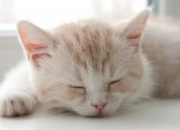 猫咪睡觉心情好吗为什么会叫