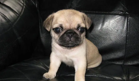 巴哥犬细小有什么症状？该注意什么？