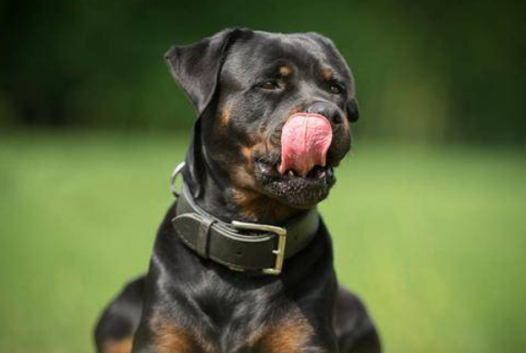 罗威纳犬牙齿怎么清洁，你们清楚吗？