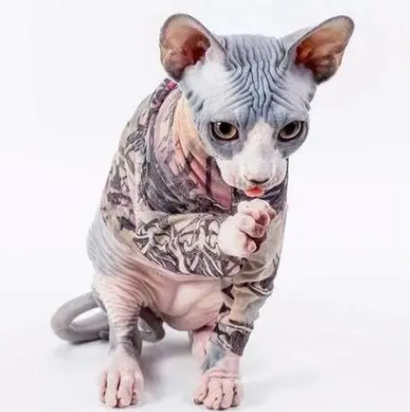 给猫纹身算虐猫吗