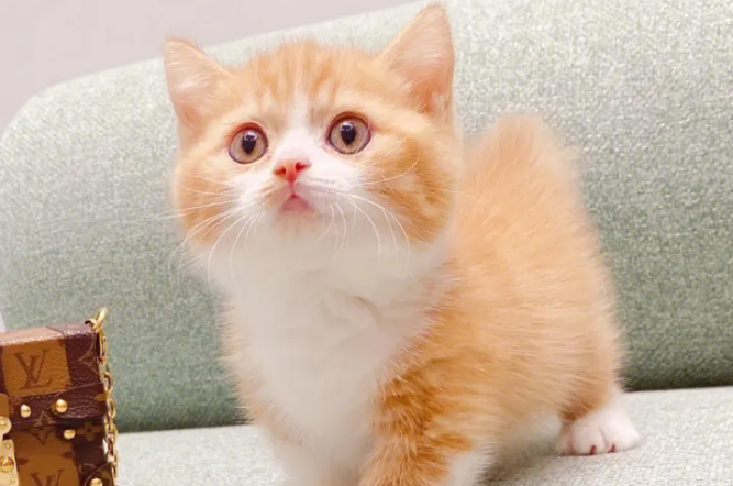 矮脚猫肚子很圆是怎么回事？铲屎官来看看吧
