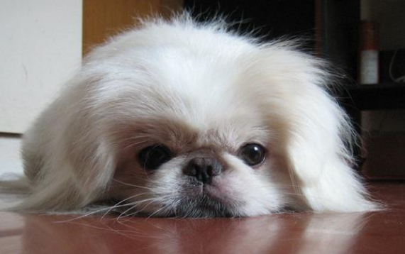 京巴犬腰间盘突出怎么照顾？照顾方法如下。