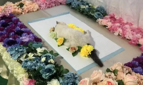 宠物殡葬需要什么资质