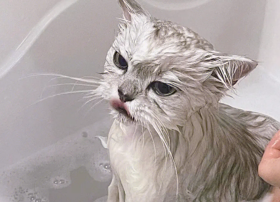 宠物猫应该多久洗一次澡呢 宠物猫应该多久洗一次澡呢