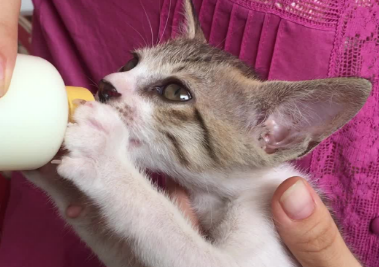 猫咪为什么吃奶呕吐的厉害 猫咪为什么吃奶呕吐的厉害