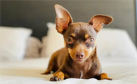 宠文详解:小鹿犬最迟几个月立耳呢?
