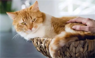 猫年龄最多活到几岁