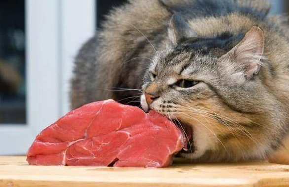 小猫为什么喜欢吃生肉