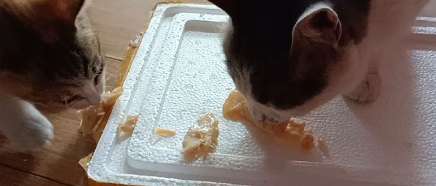 40多天小奶猫能吃煮鸡胸肉吗？千万别忽视
