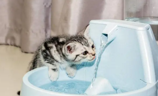 猫喜欢喝脏水要制止吗 猫喜欢喝脏水要制止吗