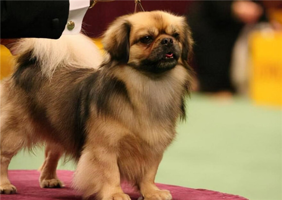京巴犬泪痕严重怎么办?一文教你办法 京巴犬泪痕严重怎么办?一文教你办法