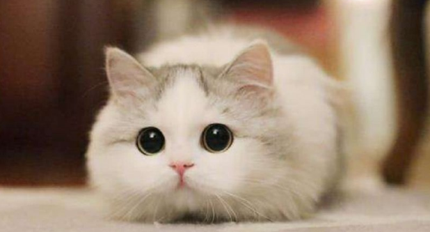 一家人猫认谁是主人 一家人猫认谁是主人
