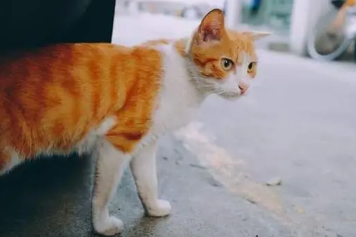 猫跑了会不会自己回来
