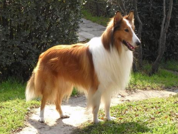 纯种苏格兰牧羊犬怎么辨别,这里有答案 纯种苏格兰牧羊犬怎么辨别,这里有答案