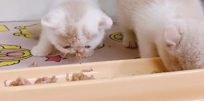 小奶猫能吃什么东西?有些干货你必须知道 小奶猫能吃什么东西?有些干货你必须知道