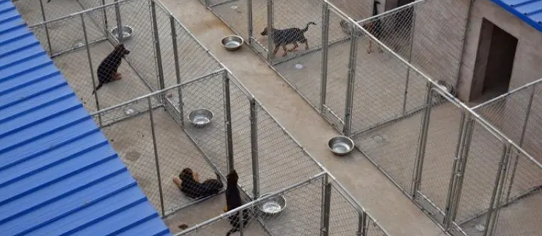 太原最正规犬舍-宠物网