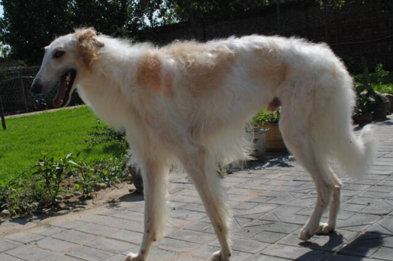 苏俄猎狼犬产后缺钙症状，这些你们家都有吗？