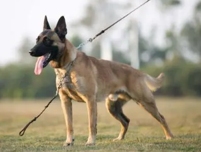 训练马犬搜索能力的方法,这里可以了解~ 训练马犬搜索能力的方法,这里可以了解~