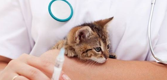 为什么士猫不用打疫苗 为什么士猫不用打疫苗