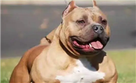 美国恶霸犬怕热吗？它怕热的原因是什么？