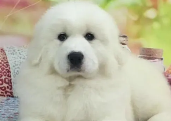 大白熊犬幼犬吃什么?吃什么长的快? 大白熊犬幼犬吃什么?吃什么长的快?