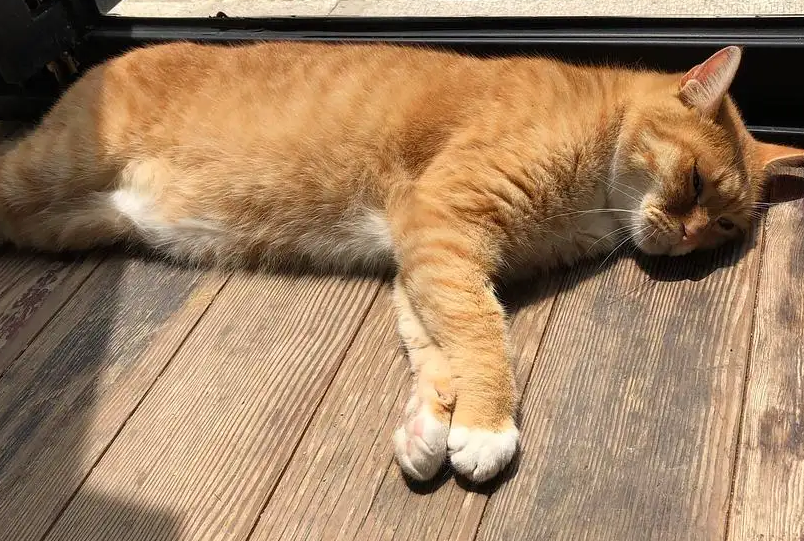 哪种猫好看又好养还便宜