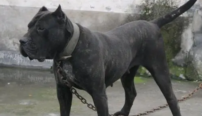 加纳利犬怎么养？养加纳利犬要注意什么？