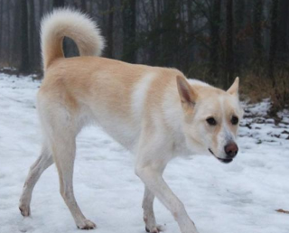 卡南犬怎么喂养?带你们来瞧瞧! 卡南犬怎么喂养?带你们来瞧瞧!