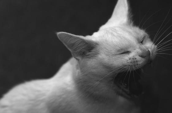 为什么半夜猫咪发出哀嚎声呢