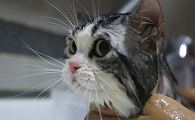 猫咪洗澡后为什么没变化的原因