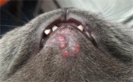猫咪下巴底下摸着有个疙瘩