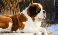 圣伯纳犬怕热吗?它的耐热性怎么样?