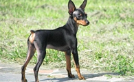 小鹿犬掉毛一块一块的?原因有以下4点!