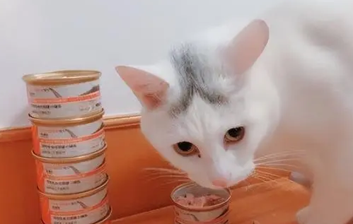 为什么猫咪不吃巅峰罐头的食物