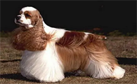 美国可卡犬有什么颜色？这些颜色太美了