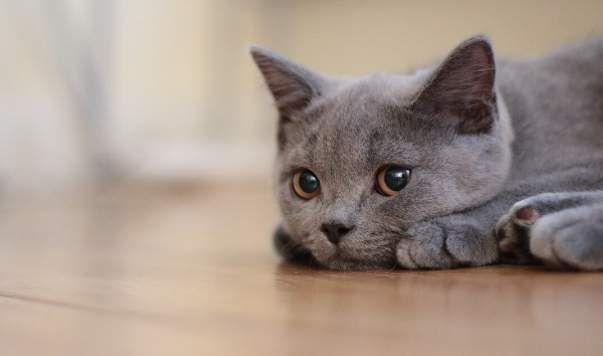 猫咪总自己发呆为什么呢