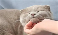 猫咪为什么让人抚摸